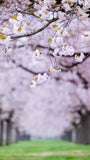 桜と菜の花 お出かけフォト