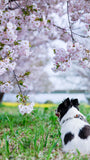 桜と菜の花 お出かけフォト