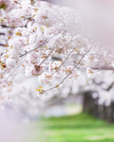 桜と菜の花 お出かけフォト