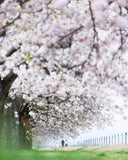 桜と菜の花 お出かけフォト