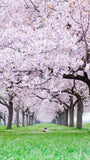 桜と菜の花 お出かけフォト