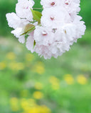 桜と菜の花 お出かけフォト