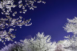 夜桜と池フォト＆桜と星フォトレッスン