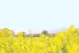 桜と菜の花 お出かけフォト