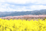 桜と菜の花 お出かけフォト