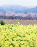 桜と菜の花 お出かけフォト