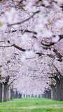 桜と菜の花 お出かけフォト