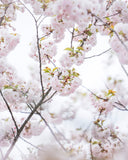 桜と菜の花 お出かけフォト