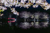 夜桜と池フォト＆桜と星フォトレッスン