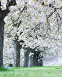 桜と菜の花 お出かけフォト