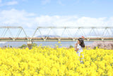 桜と菜の花 お出かけフォト