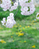桜と菜の花 お出かけフォト