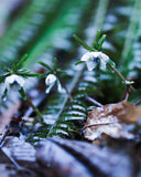 森の妖精フォト🧚 セツブンソウ撮影｜マンツーマンフォトレッスン