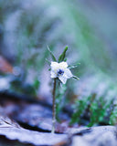 森の妖精フォト🧚 セツブンソウ撮影｜マンツーマンフォトレッスン