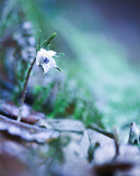 森の妖精フォト🧚 セツブンソウ撮影｜マンツーマンフォトレッスン