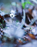 森の妖精フォト🧚 セツブンソウ撮影｜マンツーマンフォトレッスン