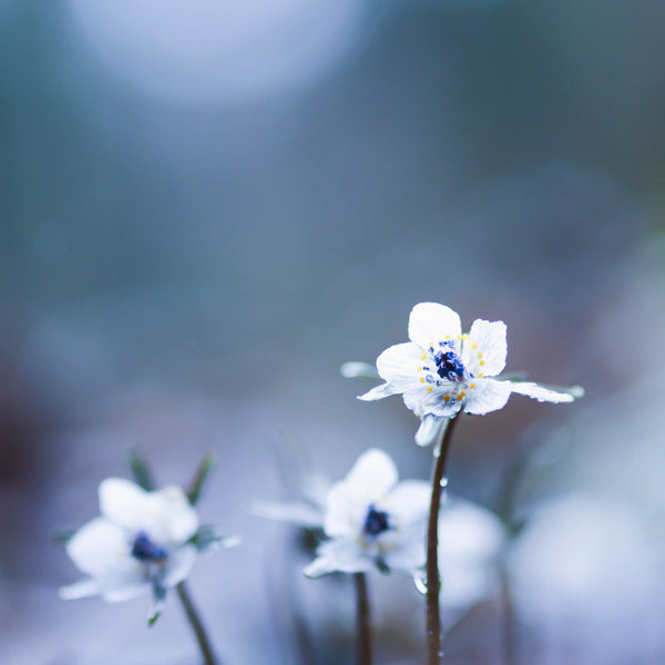 森の妖精フォト🧚 セツブンソウ撮影｜マンツーマンフォトレッスン