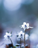 森の妖精フォト🧚 セツブンソウ撮影｜マンツーマンフォトレッスン