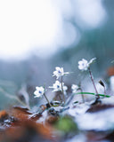 森の妖精フォト🧚 セツブンソウ撮影｜マンツーマンフォトレッスン