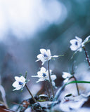 森の妖精フォト🧚 セツブンソウ撮影｜マンツーマンフォトレッスン