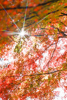 紅葉とお寺のお出かけフォトレッスン！/撮影＆レタッチ＆instagramリールつくり！ミラーレス一眼レフカメラ/マンツーマンレッスン・初心者向け＆体験