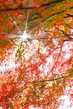 紅葉とお寺のお出かけフォトレッスン！/撮影＆レタッチ＆instagramリールつくり！ミラーレス一眼レフカメラ/マンツーマンレッスン・初心者向け＆体験