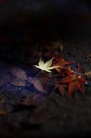 紅葉とお寺のお出かけフォトレッスン！/撮影＆レタッチ＆instagramリールつくり！ミラーレス一眼レフカメラ/マンツーマンレッスン・初心者向け＆体験