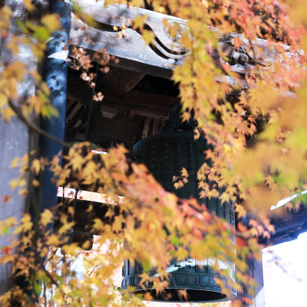 紅葉とお寺のお出かけフォトレッスン！/撮影＆レタッチ＆instagramリールつくり！ミラーレス一眼レフカメラ/マンツーマンレッスン・初心者向け＆体験