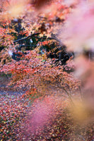 紅葉とお寺のお出かけフォトレッスン！/撮影＆レタッチ＆instagramリールつくり！ミラーレス一眼レフカメラ/マンツーマンレッスン・初心者向け＆体験