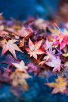 紅葉とお寺のお出かけフォトレッスン！/撮影＆レタッチ＆instagramリールつくり！ミラーレス一眼レフカメラ/マンツーマンレッスン・初心者向け＆体験
