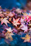 紅葉とお寺のお出かけフォトレッスン！/撮影＆レタッチ＆instagramリールつくり！ミラーレス一眼レフカメラ/マンツーマンレッスン・初心者向け＆体験