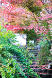紅葉とお寺のお出かけフォトレッスン！/撮影＆レタッチ＆instagramリールつくり！ミラーレス一眼レフカメラ/マンツーマンレッスン・初心者向け＆体験