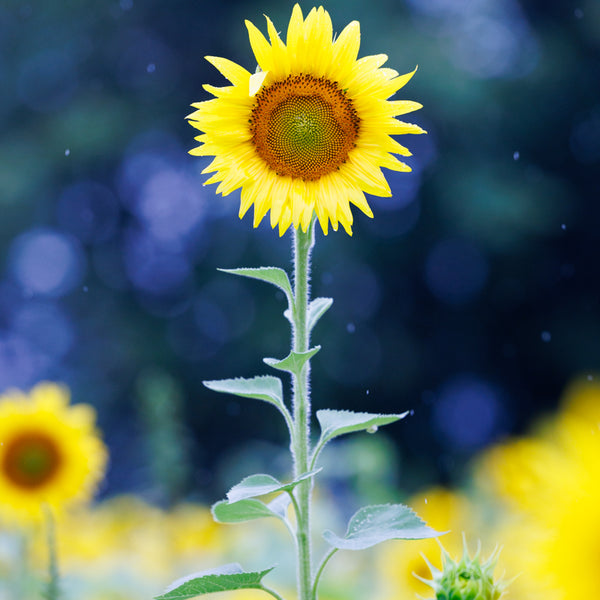 ひまわり畑フォト！プライベートフォトレッスン/ミラーレス一眼レフカメラ/マンツーマンレッスン・初心者向け＆体験