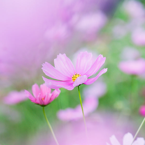 コスモス＆ダリアのフラワーフォトレッスン！/撮影＆レタッチ＆instagramリールつくり！ミラーレス一眼レフカメラ/マンツーマンレッスン・初心者向け＆体験